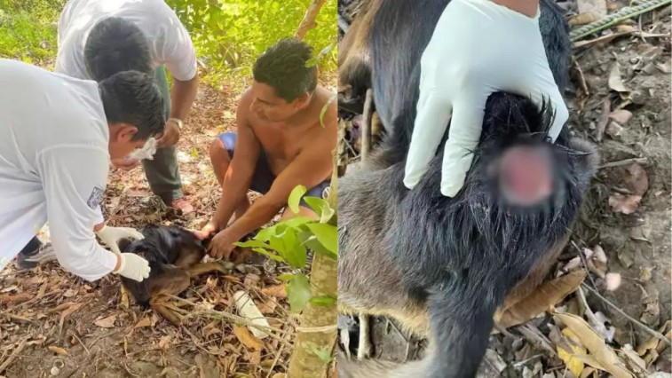 ALERTA POR GUSANO BARRENADOR SE AGRAVA EN ATASTA: MASCOTAS YA SON VÍCTIMAS