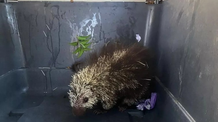 ALTAS TEMPERATURAS OBLIGAN A FAUNA SILVESTRE A MIGRAR A ZONAS URBANAS EN CAMPECHE