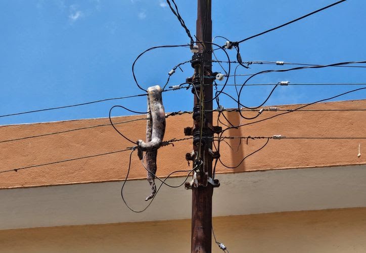 BOA PROVOCA CORTE ELÉCTRICO EN EL CENTRO DE MÉRIDA