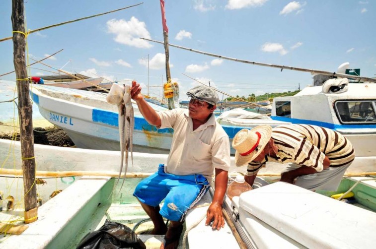 Buenas expectativas en inicio de temporada de captura de pulpo en Campeche 