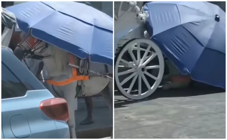 CABALLO DE CALESA SE DERRUMBA EN EL CENTRO DE MÉRIDA Y DESATA FURIA EN REDES