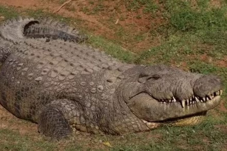 EL COCODRILO MÁS VIEJO DEL MUNDO: NACIDO EN 1900, TUVO 10.000 CRÍAS Y ESCONDE UN TERRIBLE PASADO