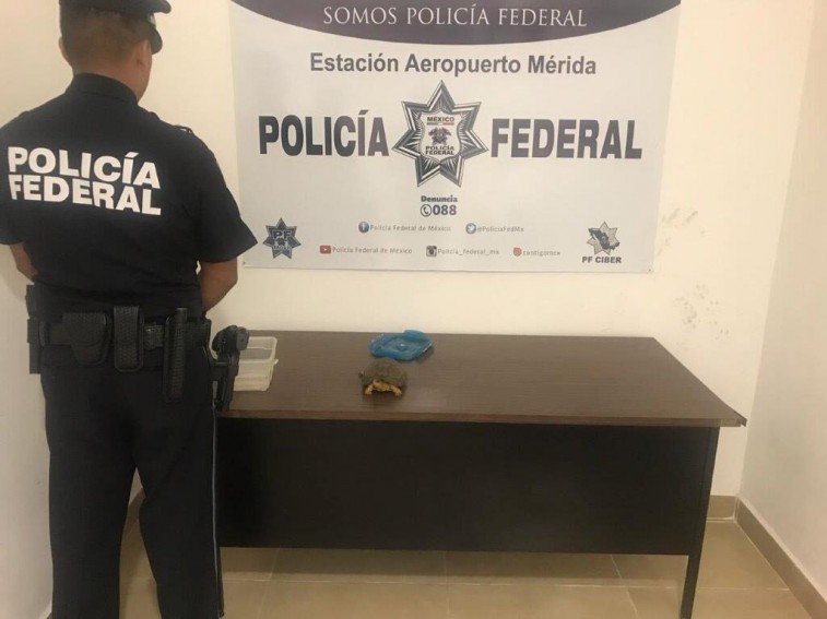 La Policía Federal decomisa especies protegidas en el Aeropuerto de Mérida
