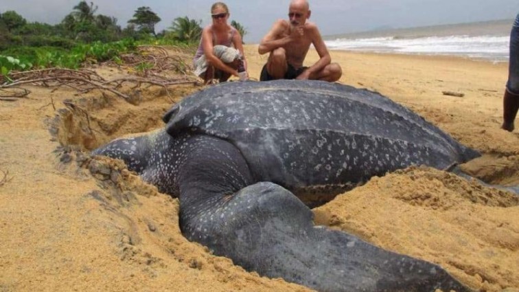 LA TORTUGA MÁS GRANDE ES VISTA EN YUCATÁN