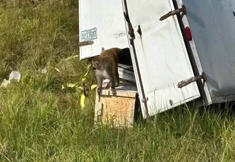 MONO ESCAPADO DESATA ALERTA SANITARIA EN CARRETERA DEL SUR DE ESTADOS UNIDOS