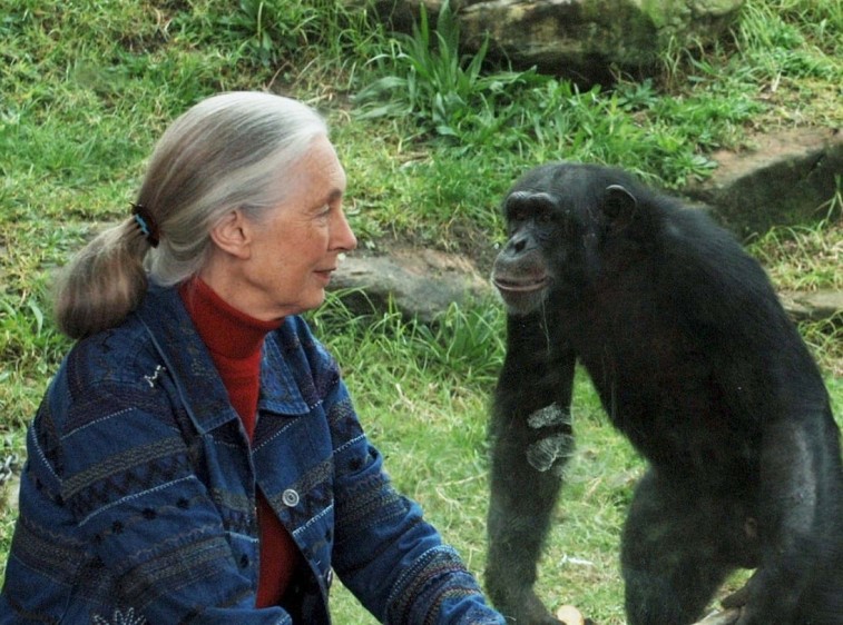 ¿Quién es Jane Goodall? La etóloga británica que ha dedicado su vida a estudiar a los chimpancés