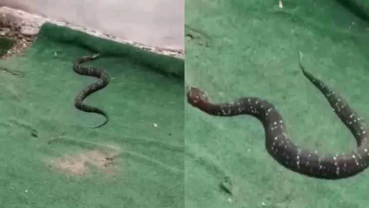 SERPIENTE VENENOSA DE LA PENÍNSULA DE YUCATÁN ENCONTRADA EN VERACRUZ