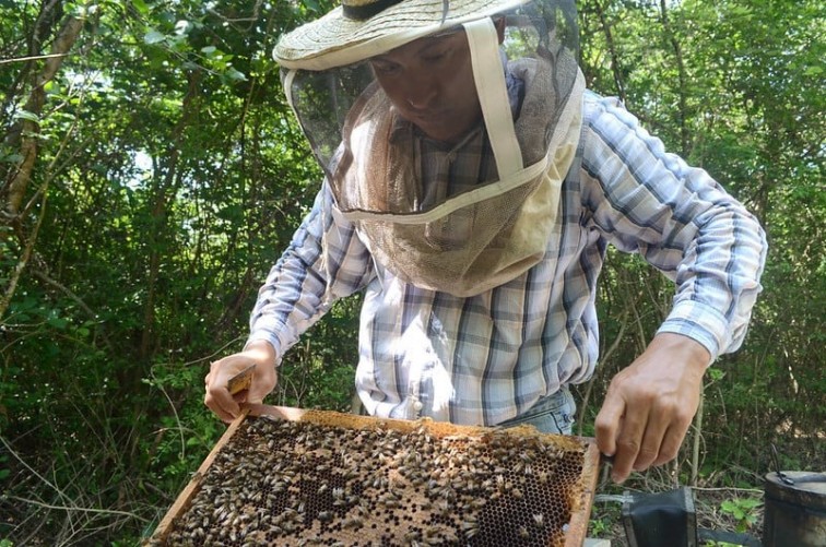 Yucatán y Campeche, los mayores productores apícolas de México
